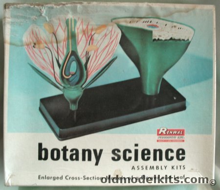 Renwal Botany Science - Enlarged Cross Section Model of a Flower and Leaf, 823-298 plastic model kit